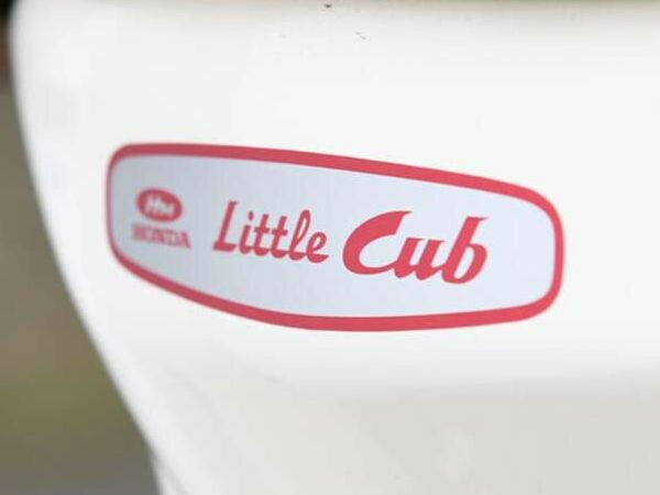 Little cub